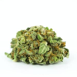 Yoda OG Marijuana Strain UK