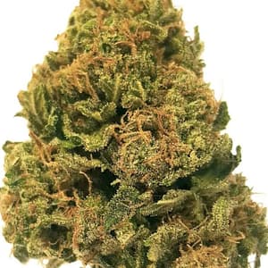 Hash Plant Marijuana Strain UK